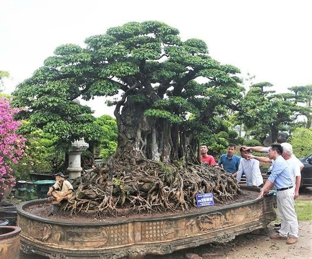 Hiệu quả xây dựng nông thôn mới từ phát triển hoa, cây cảnh