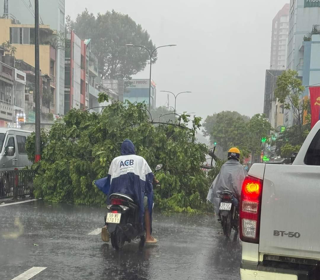 Thành phố Hồ Chí Minh có mưa to kèm dông lốc, cây gãy đổ đầy đường