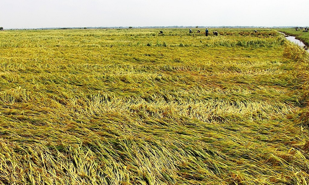 Thanh Oai: Khoảng 3.500ha lúa đổ rạp do bão số 3