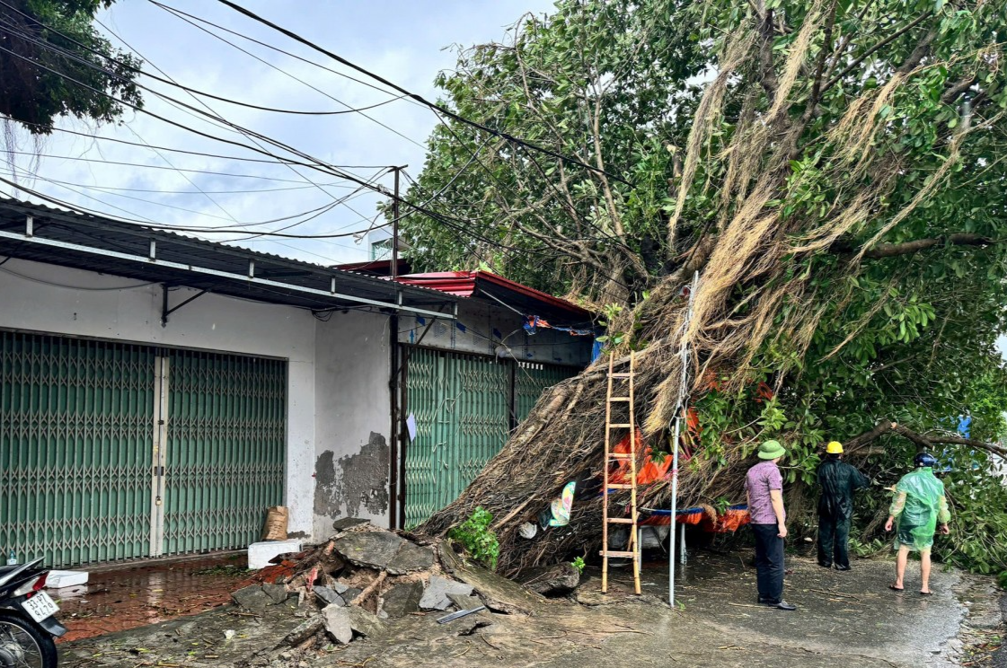 Thanh Oai: Khoảng 3.500ha lúa đổ rạp do bão số 3