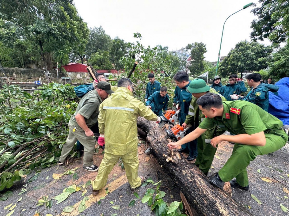 Hà Nội: Khẩn trương khắc phục 14.660 cây đổ và cành gãy trên toàn địa bàn