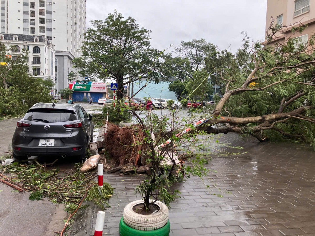 Quận Long Biên: Nhanh chóng khắc phục hậu quả hơn 2.400 cây xanh bị gãy, đổ