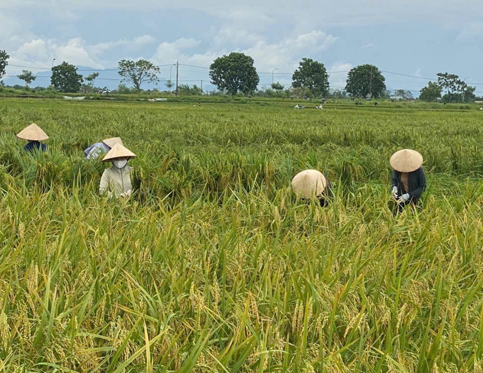 Phụ nữ Thủ đô hỗ trợ người dân gặt lúa giảm thiệt hại do bão