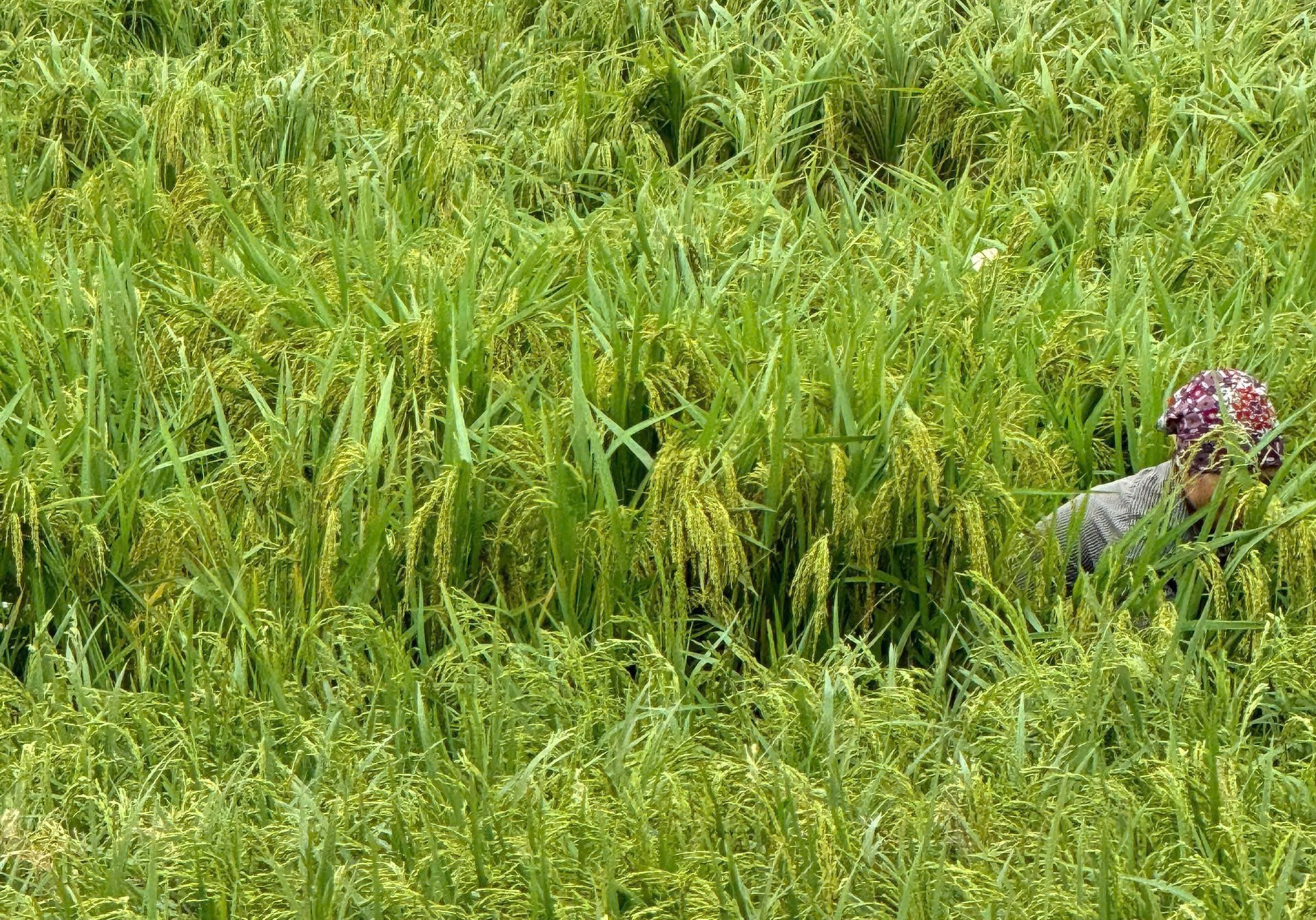 Phụ nữ Thủ đô hỗ trợ người dân gặt lúa giảm thiệt hại do bão