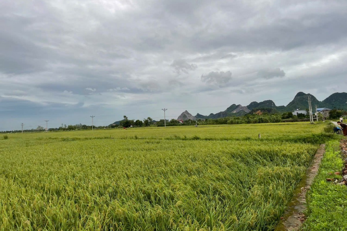 Huyện Ứng Hòa: Hơn 574,22ha diện tích hoa, rau màu bị thiệt hại do hoàn lưu bão