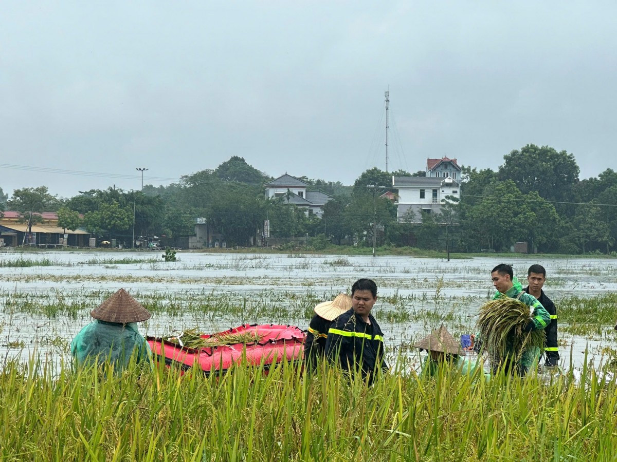 Công an thị xã Sơn Tây xuống đồng giúp dân gặt lúa và khắc phục hậu quả bão, lũ