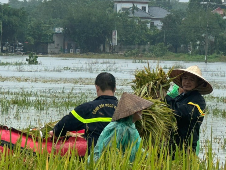 Công an thị xã Sơn Tây xuống đồng giúp dân gặt lúa và khắc phục hậu quả bão, lũ