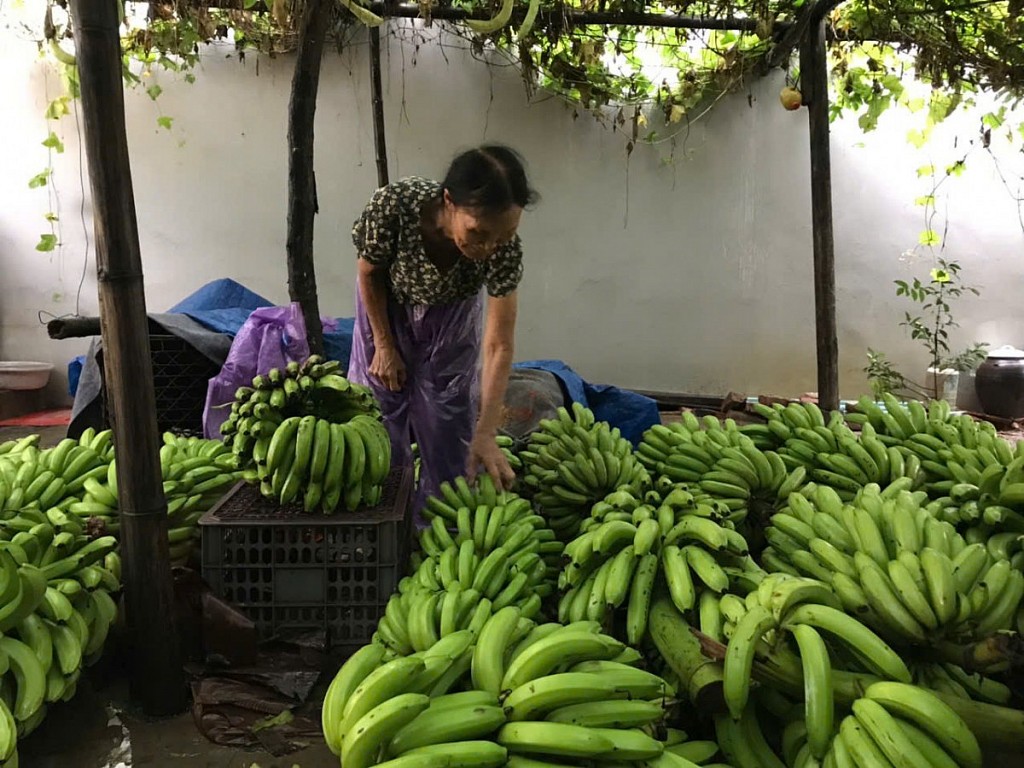 Chung tay cùng nông dân khắc phục hậu quả sau cơn bão số 3