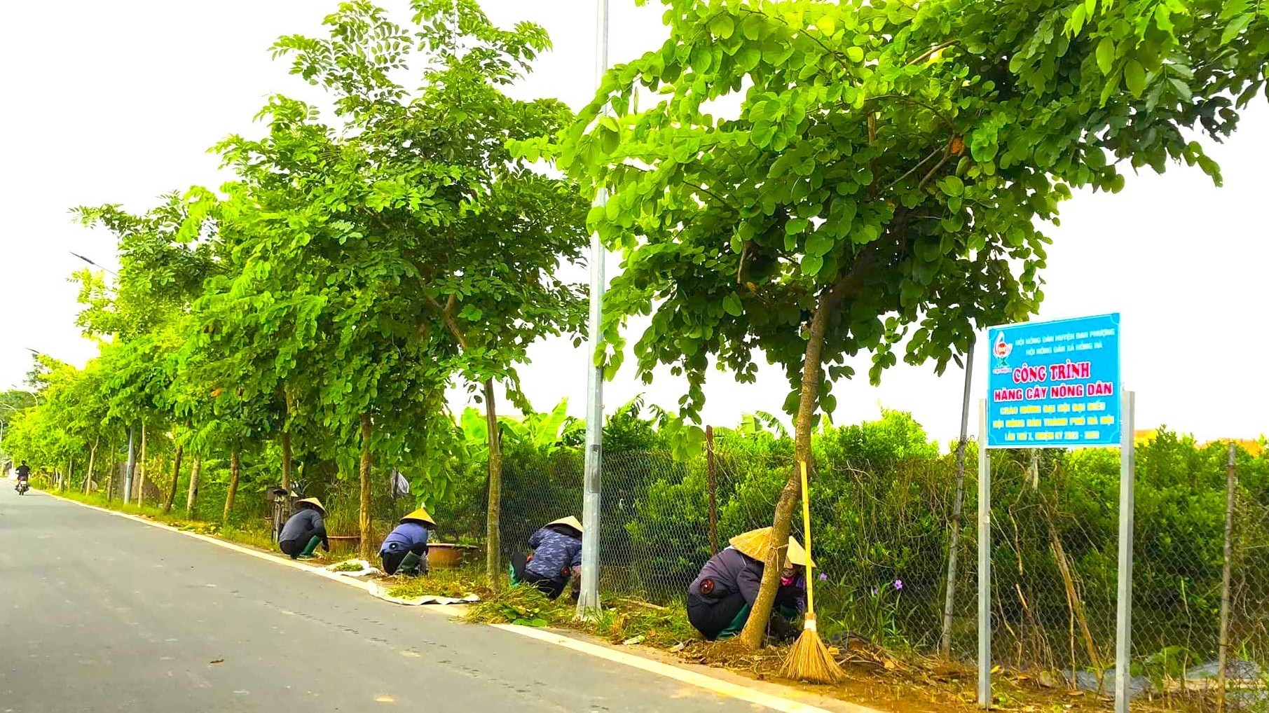 Những "Hàng cây nông dân" làm đẹp nông thôn nhờ dân vận khéo