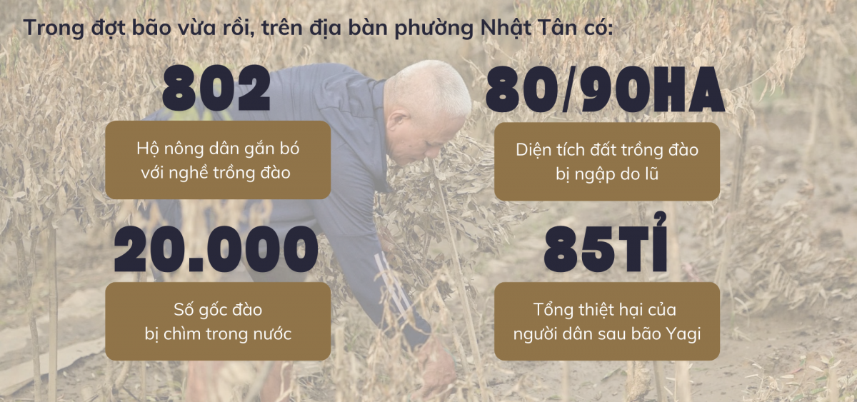 Làng đào Nhật Tân: Hoa vẫn nở sau bão Yagi