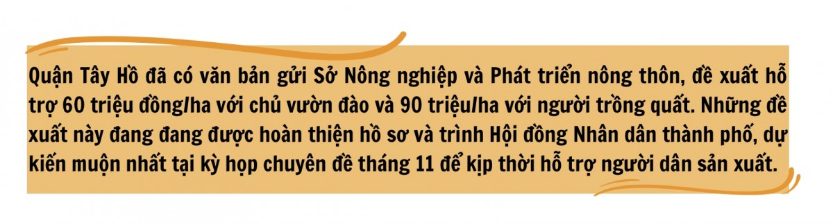 Làng đào Nhật Tân: Hoa vẫn nở sau bão Yagi