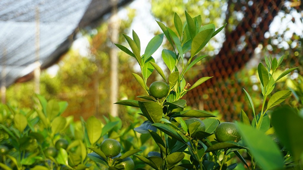 Làng đào Nhật Tân: Hoa vẫn nở sau bão Yagi