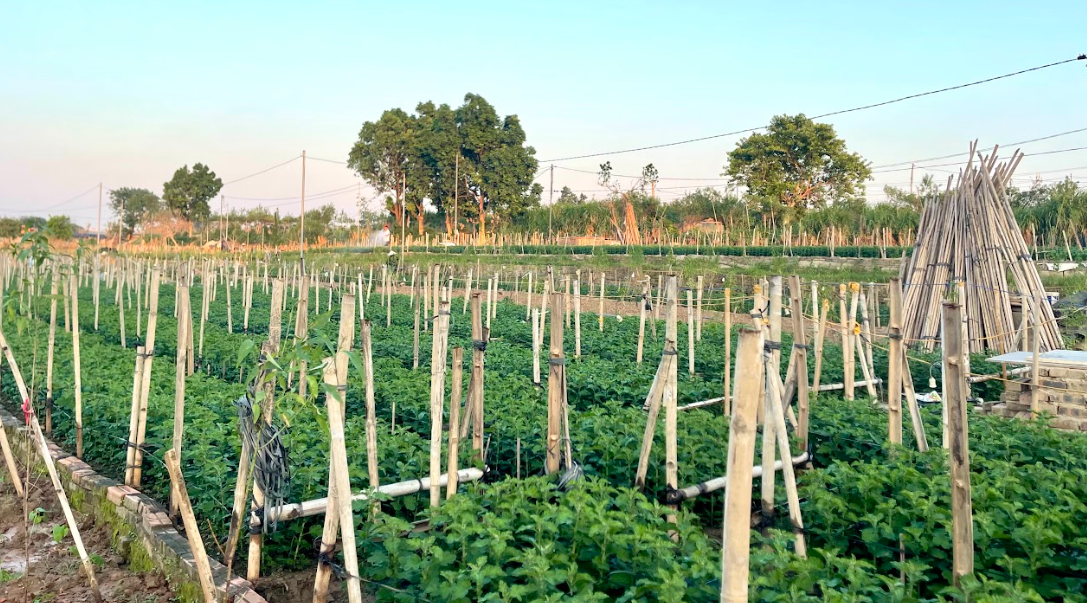 Làng đào Nhật Tân: Hoa vẫn nở sau bão Yagi