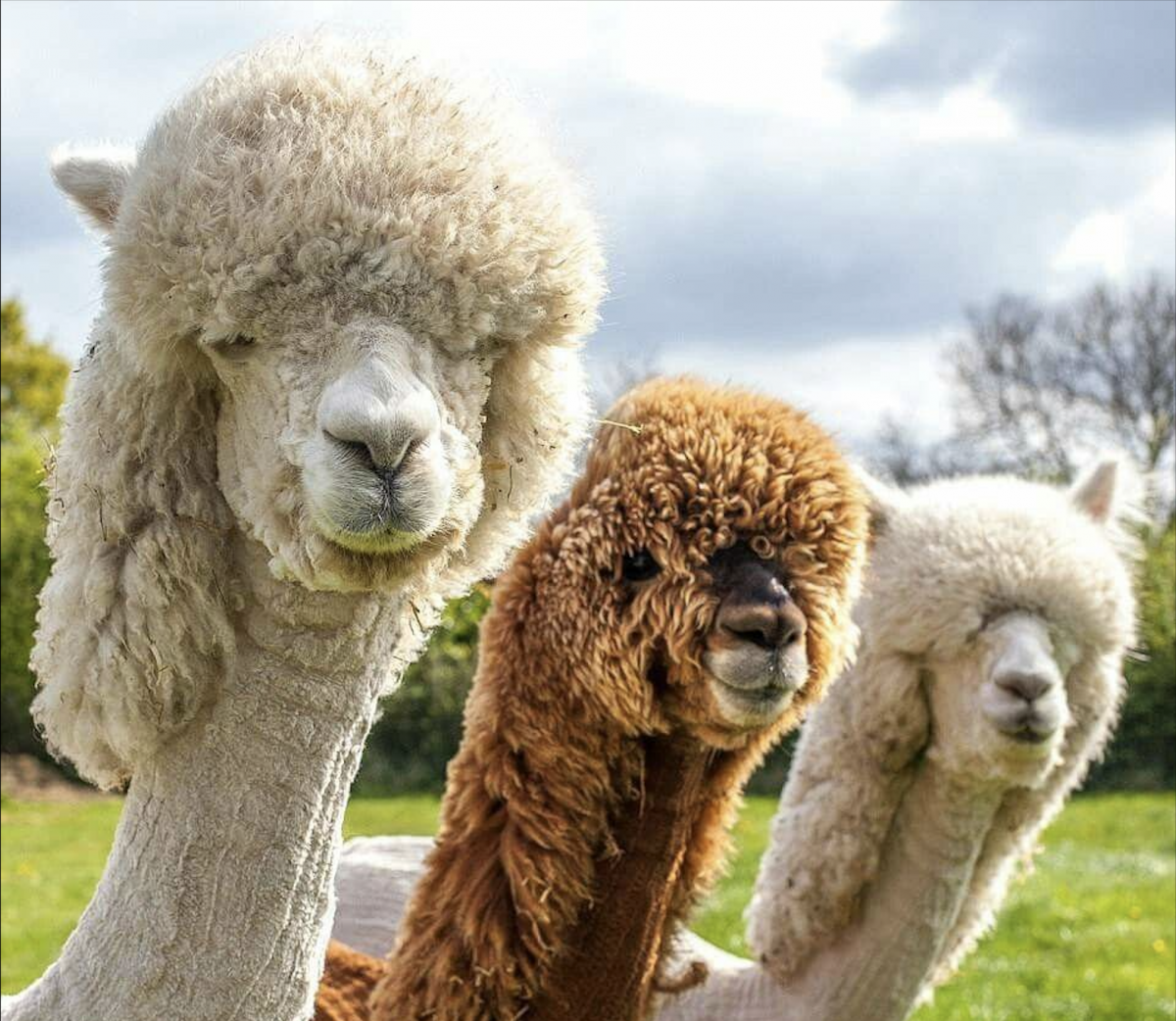 Alpaca đáng yêu, khéo léo biểu đạt cảm xúc là một trong những “người bạn” đáng yêu của con trẻ (Ảnh Pinterest)