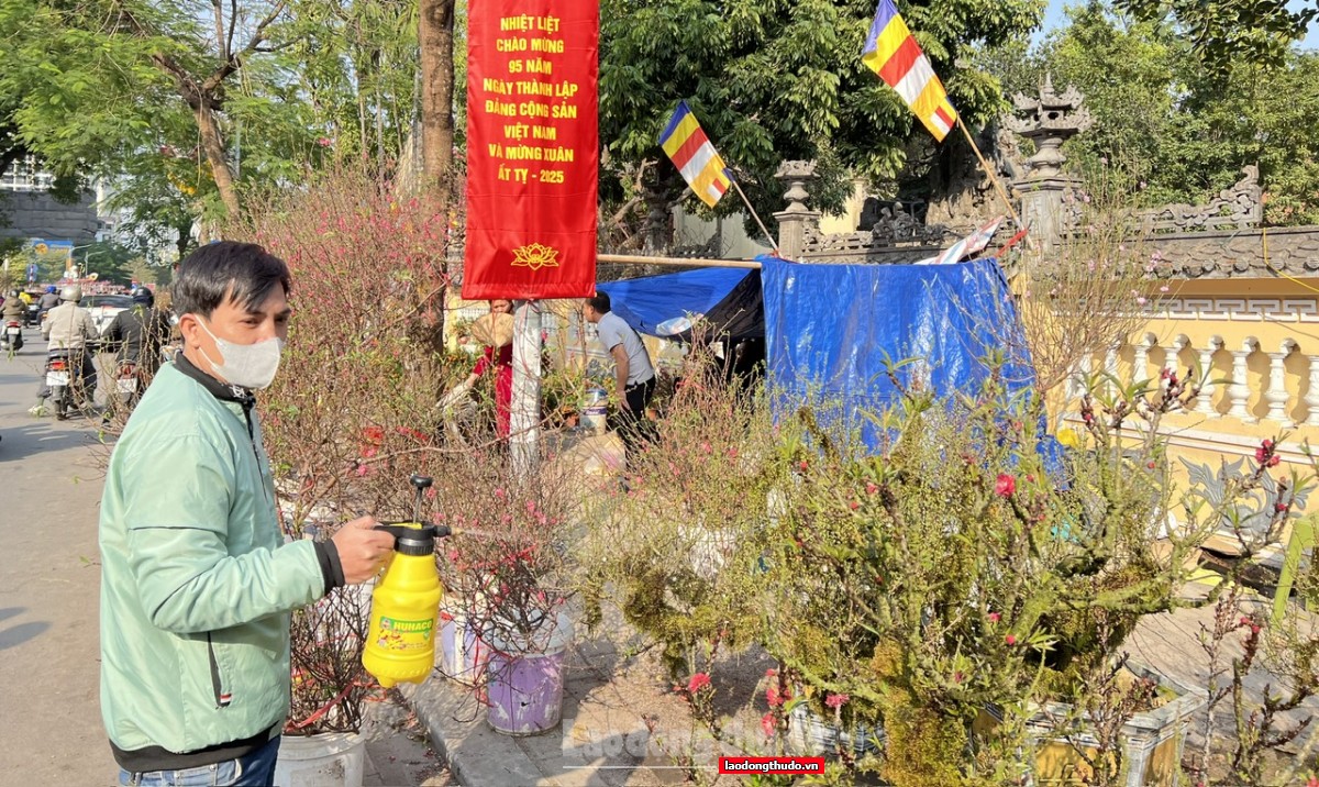 Đào, quất Tết ế ẩm, tiểu thương lo lỗ nặng