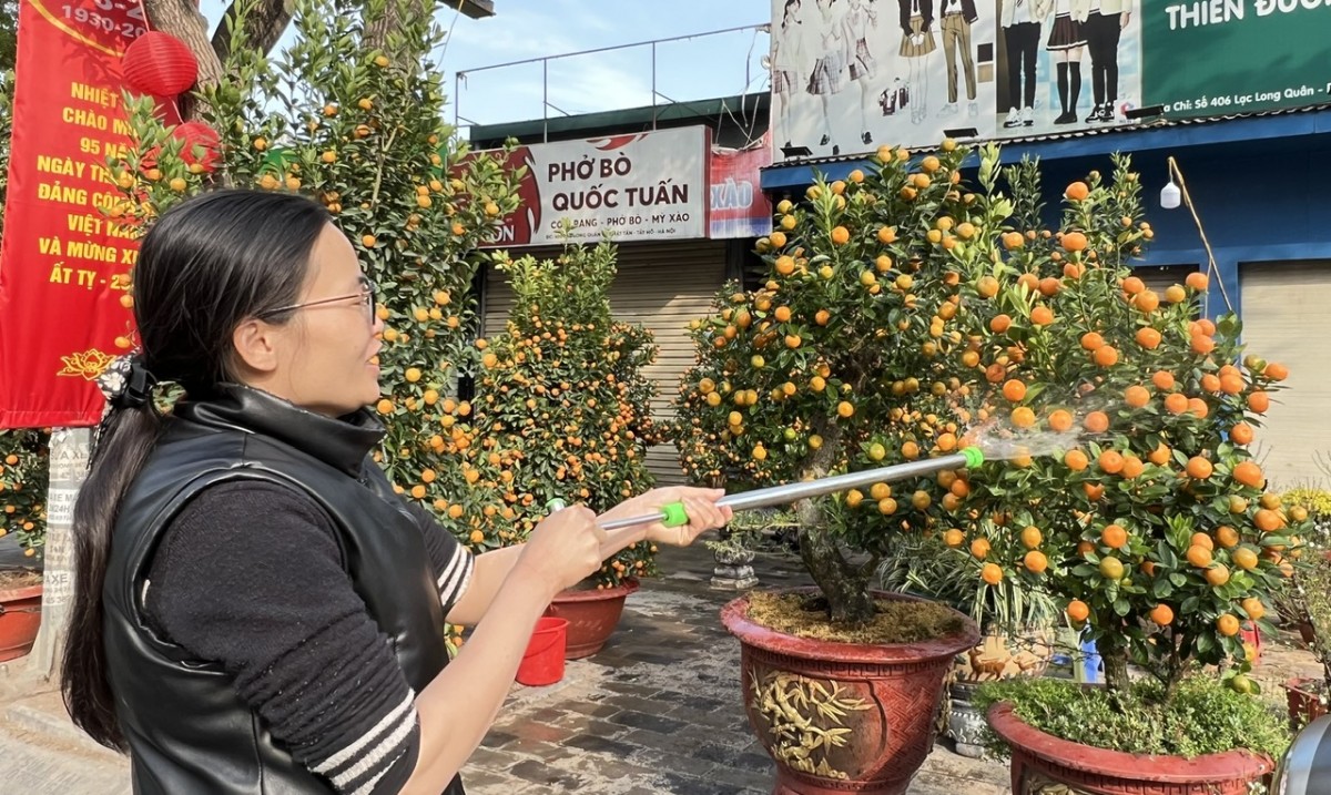 Đào, quất Tết ế ẩm, tiểu thương lo lỗ nặng