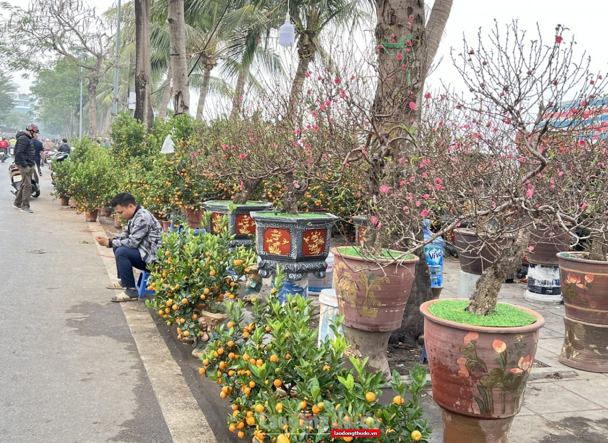 Đào, quất Tết ế ẩm, tiểu thương lo lỗ nặng