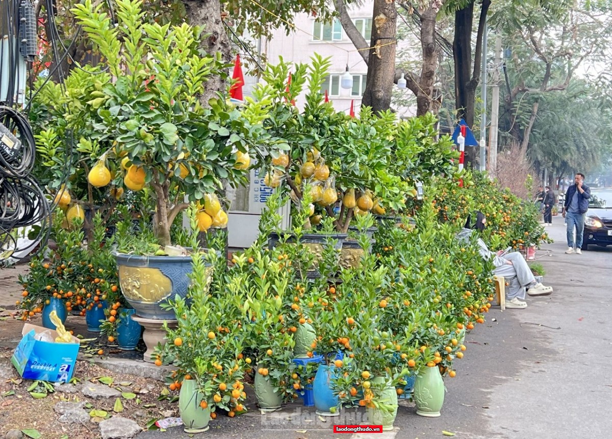 Đào, quất Tết ế ẩm, tiểu thương lo lỗ nặng