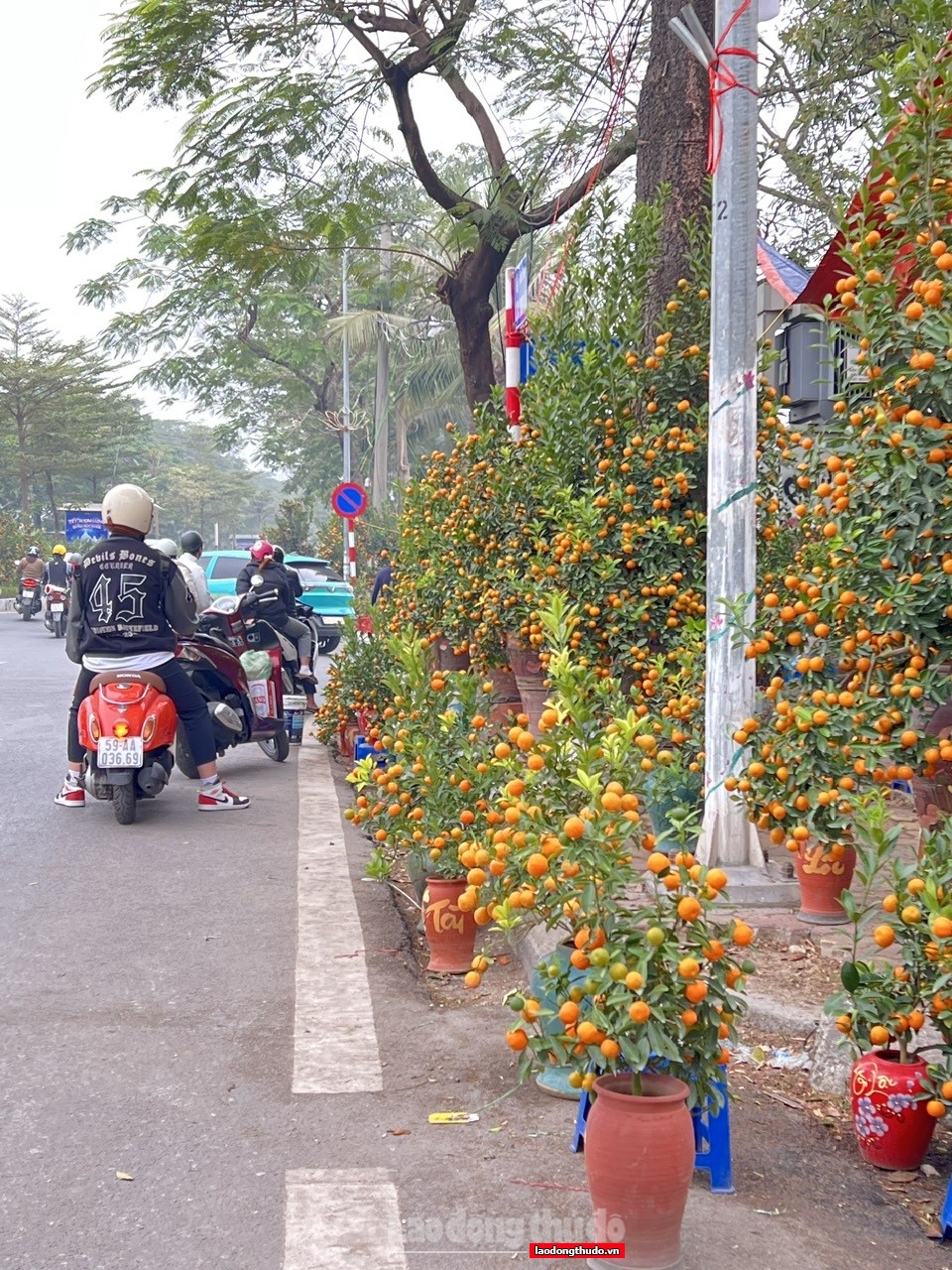 Đào, quất Tết ế ẩm, tiểu thương lo lỗ nặng