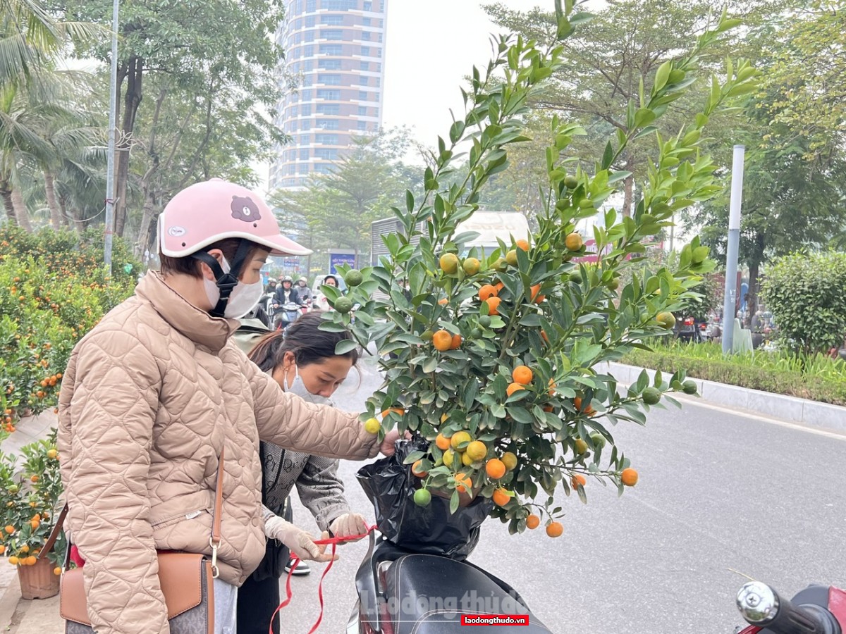 Đào, quất Tết ế ẩm, tiểu thương lo lỗ nặng