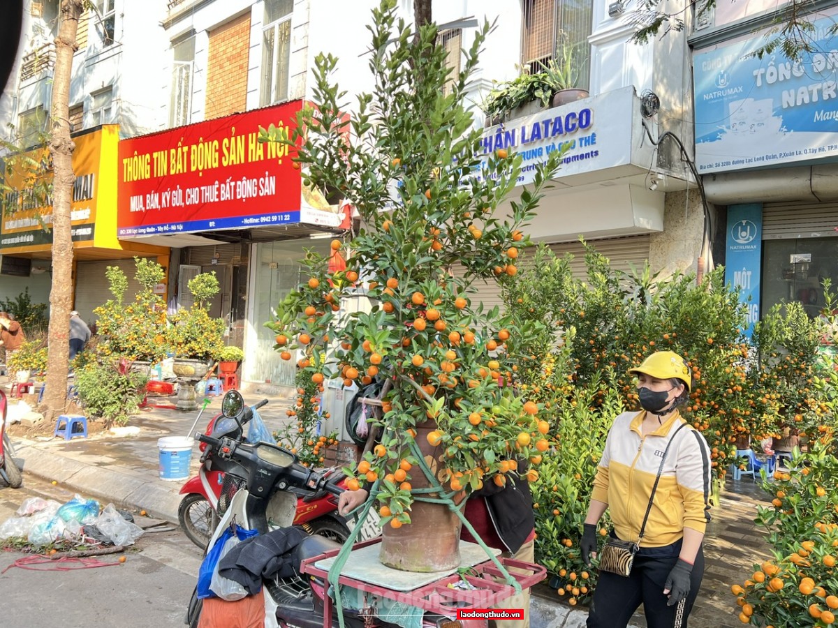 Đào, quất Tết ế ẩm, tiểu thương lo lỗ nặng