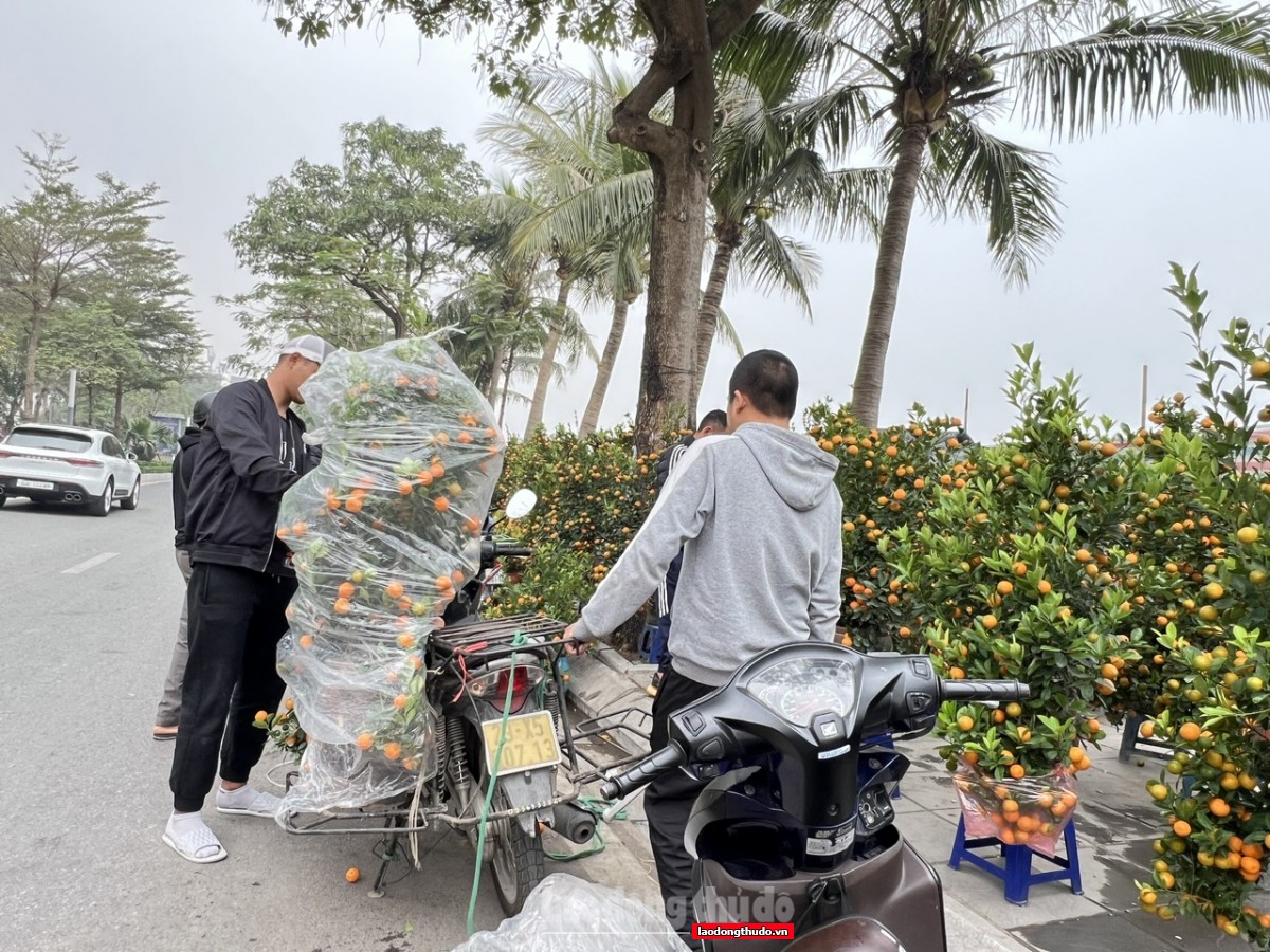 Đào, quất Tết ế ẩm, tiểu thương lo lỗ nặng