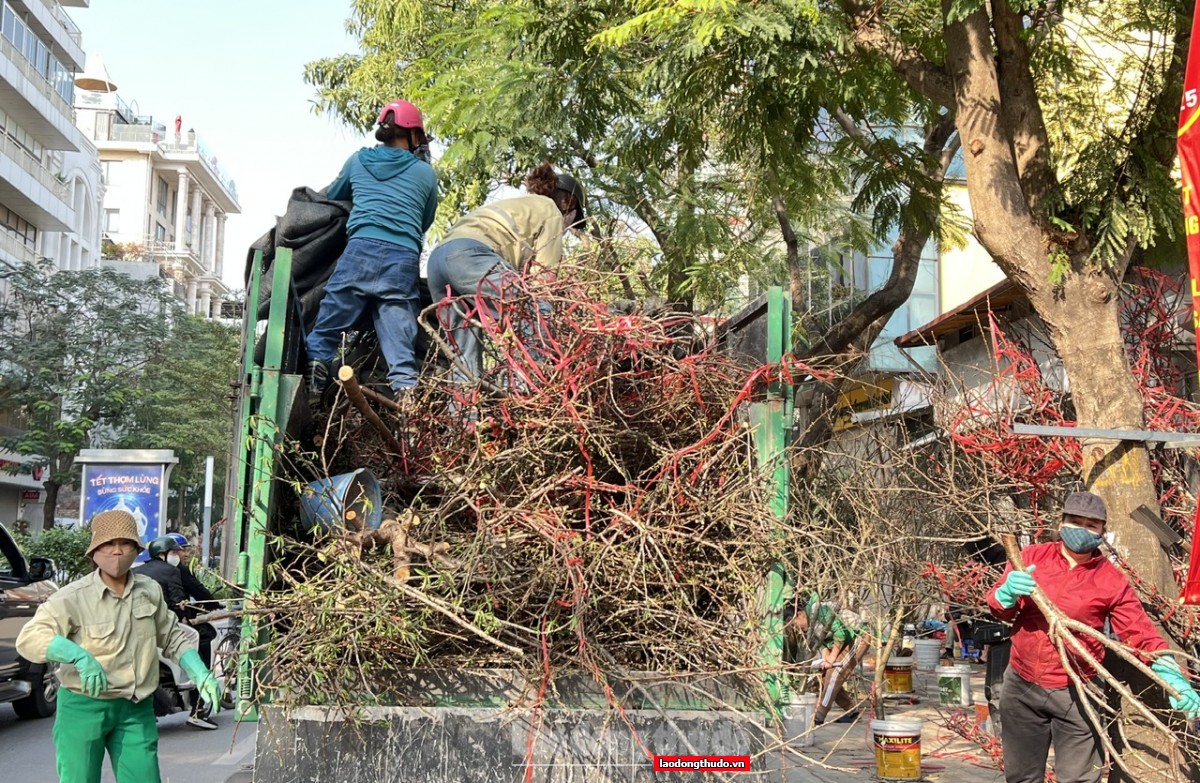 Đào, quất Tết ế ẩm, tiểu thương lo lỗ nặng