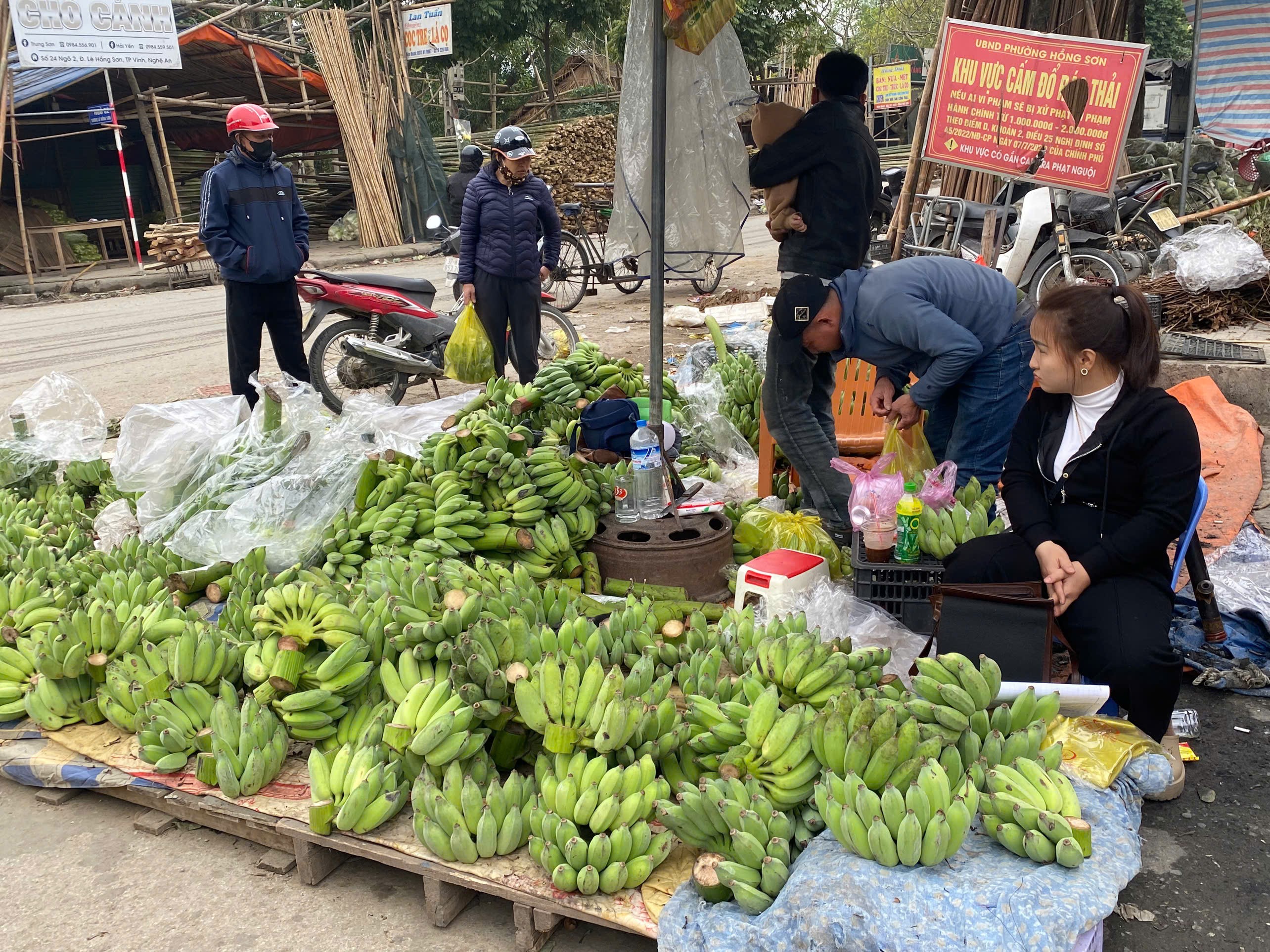 Nghệ An: Sát Tết, giá chuối xanh vẫn cao ngất ngưởng