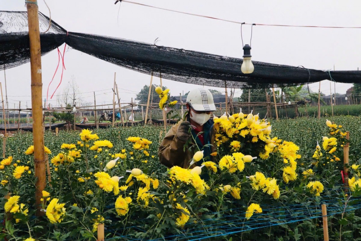 Đưa sắc Xuân đi muôn nơi