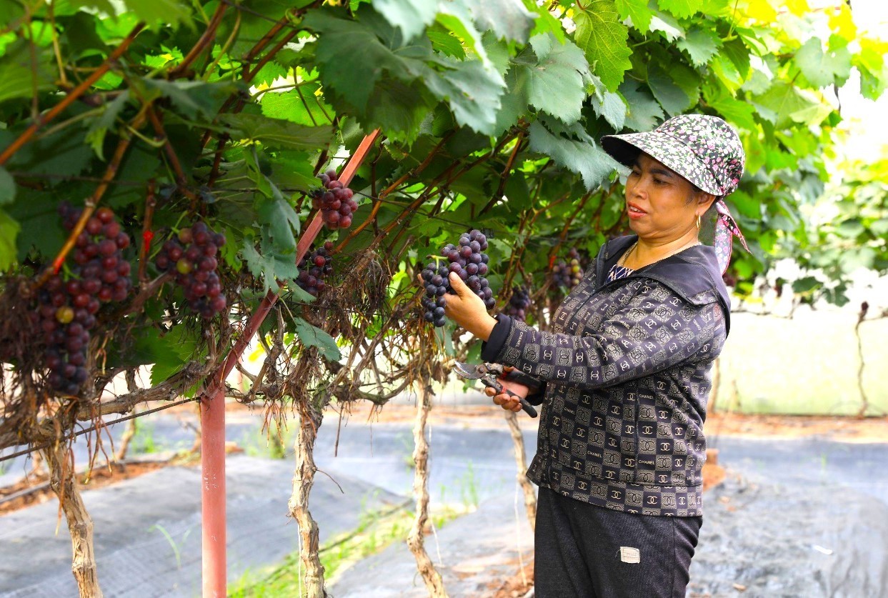 nho hạ đen là mô hình kinh tế hiệu quả được phát triển từ nguồn vốn chính sách.