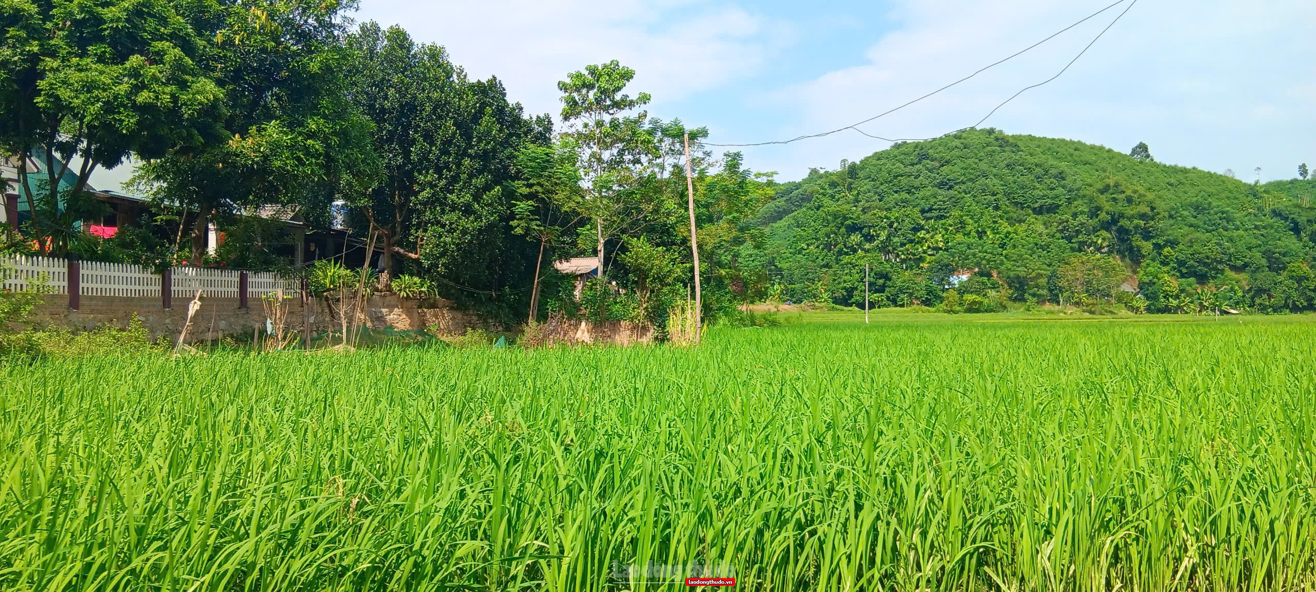 Có nên lo ngại gom đất nông nghiệp để đầu cơ?