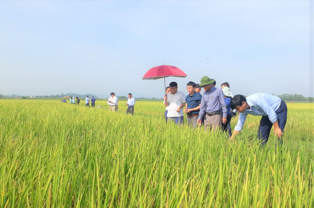 Mô hình địa phương hai cấp: Góc nhìn từ cơ sở