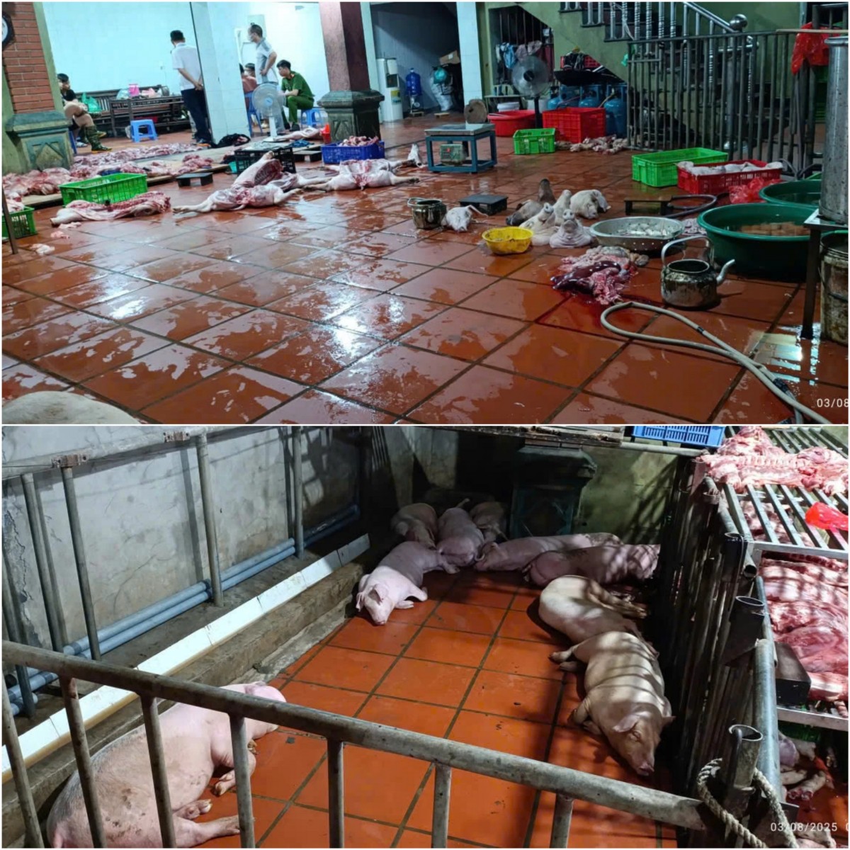 Kịp thời phá đường dây tuồn thịt lợn nhiễm dịch tả lợn châu Phi ra thị trường