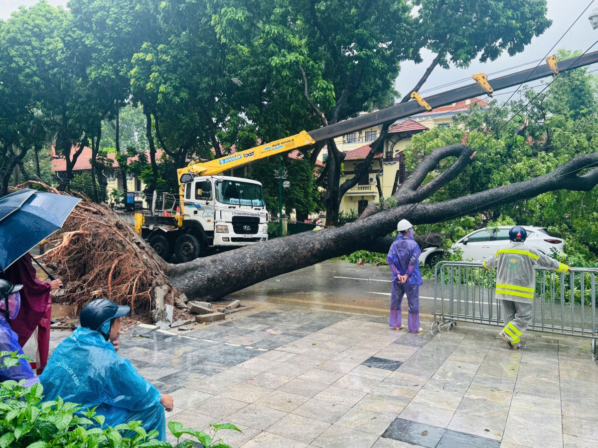 Cây cổ thụ bật gốc, đè trúng hai ô tô tại ngã tư Trần Phú - Chu Văn An