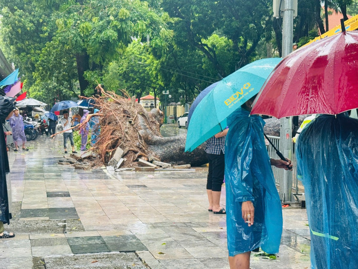 Cây cổ thụ bật gốc, đè trúng hai ô tô tại ngã tư Trần Phú - Chu Văn An