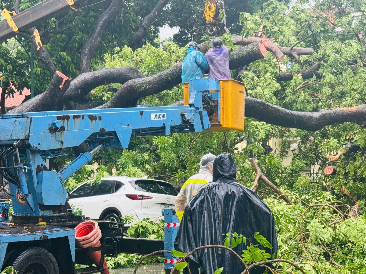 Cây cổ thụ bật gốc, đè trúng hai ô tô tại ngã tư Trần Phú - Chu Văn An