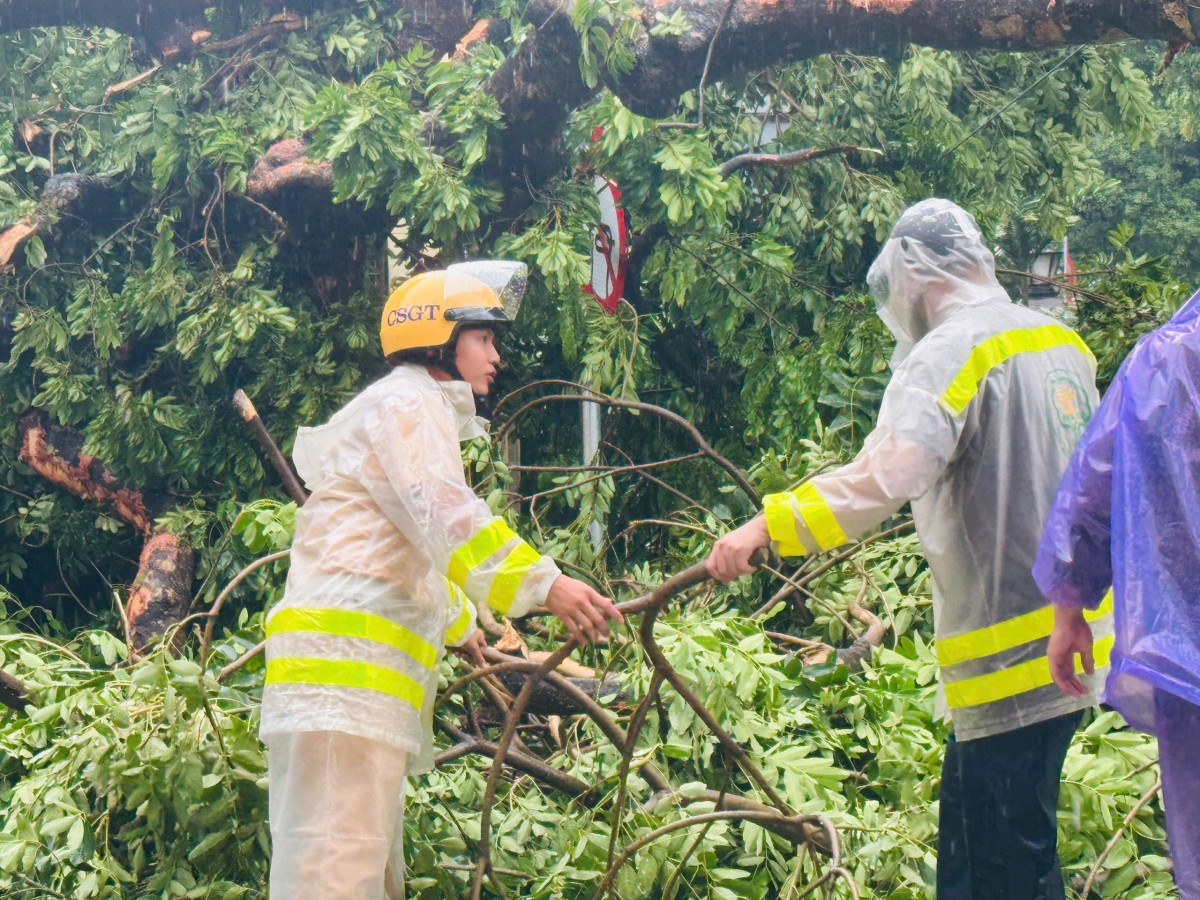 Cây cổ thụ bật gốc, đè trúng hai ô tô tại ngã tư Trần Phú - Chu Văn An