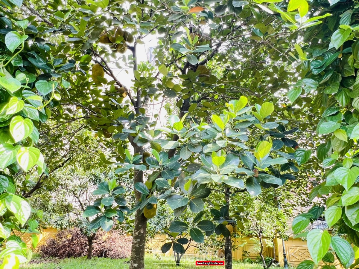 Thăm ngôi nhà cổ, nơi Bác Hồ viết “Lời kêu gọi toàn quốc kháng chiến” Thăm ngôi nhà cổ, nơi Bác Hồ viết “Lời kêu gọi toàn quốc kháng chiến”