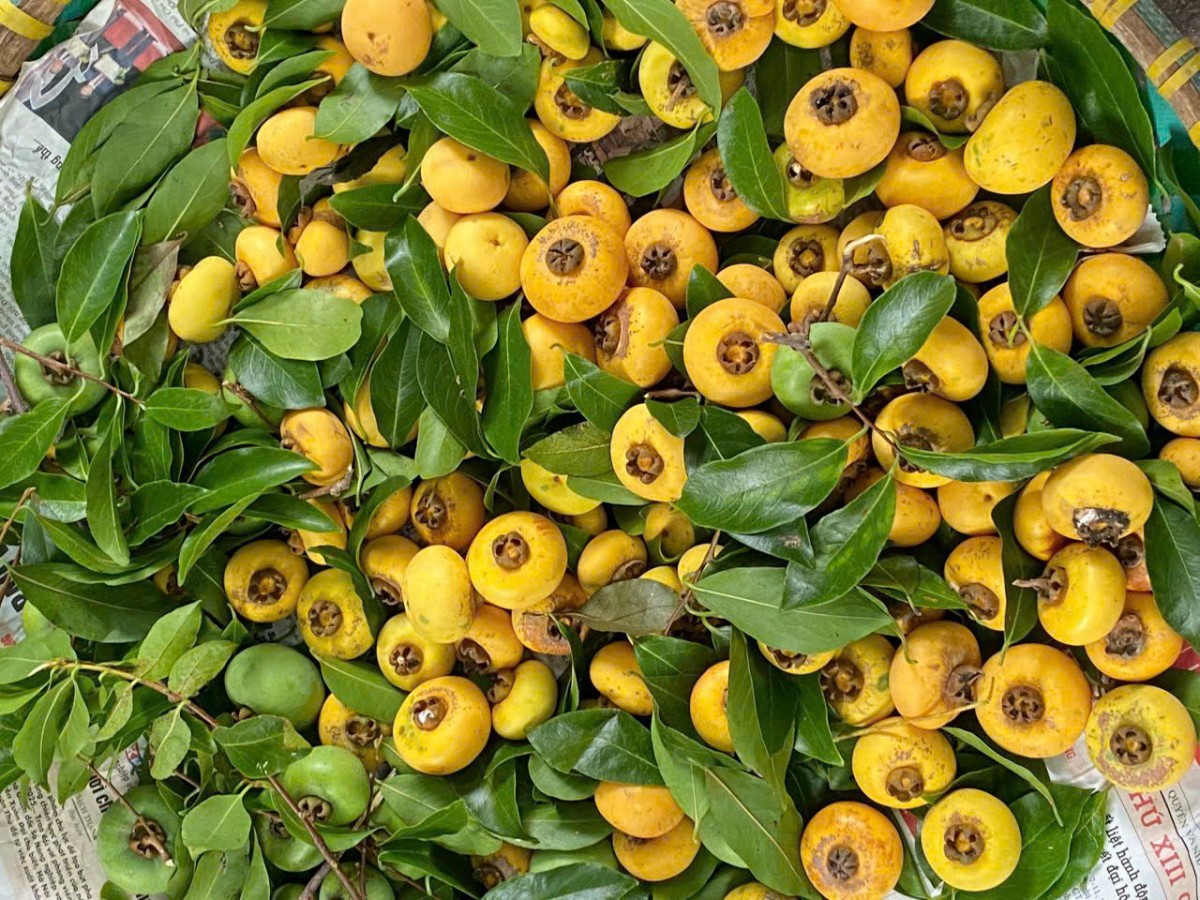 Mênh mang mùa thị