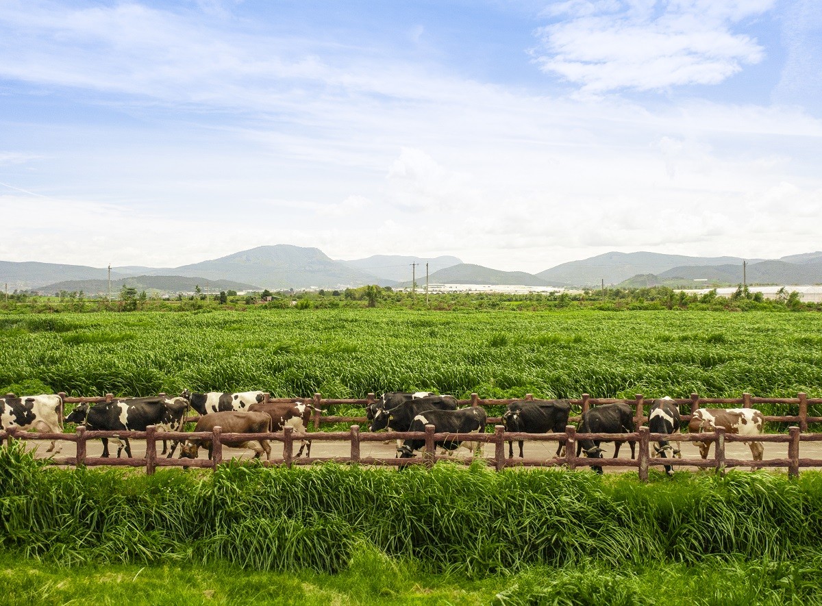 Phát triển bền vững: Bệ phóng cho hành trình vươn tầm quốc tế của Vinamilk Phát triển bền vững: Bệ phóng cho hành trình vươn tầm quốc tế của Vinamilk