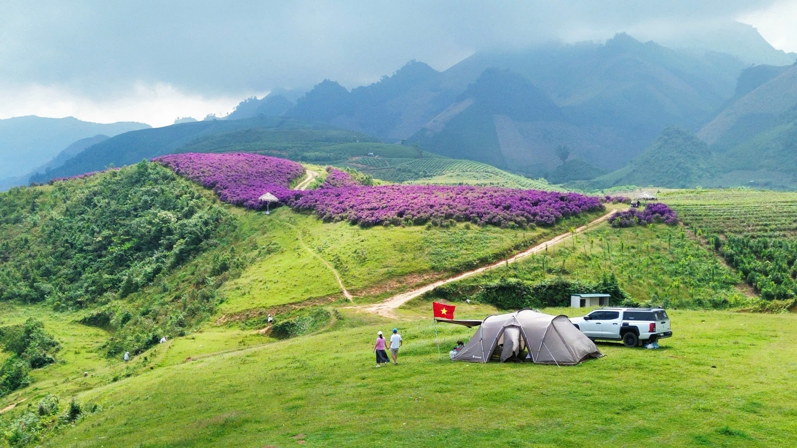 hoa mua tím bản Suối Bon Khám phá cánh đồng hoa mua tím tuyệt đẹp cách Hà Nội 160 km