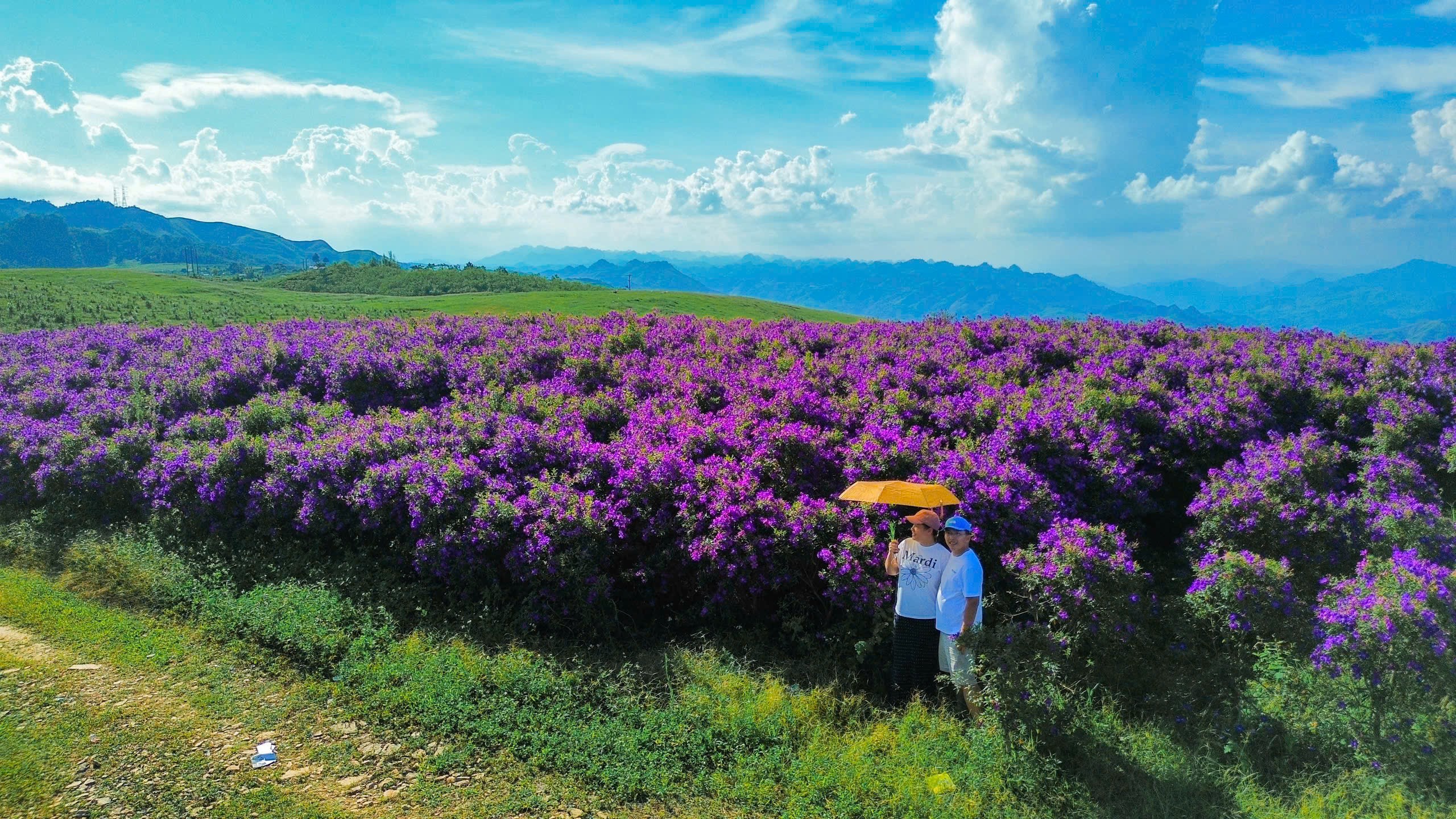 hoa mua tím bản Suối Bon Khám phá cánh đồng hoa mua tím tuyệt đẹp cách Hà Nội 160 km
