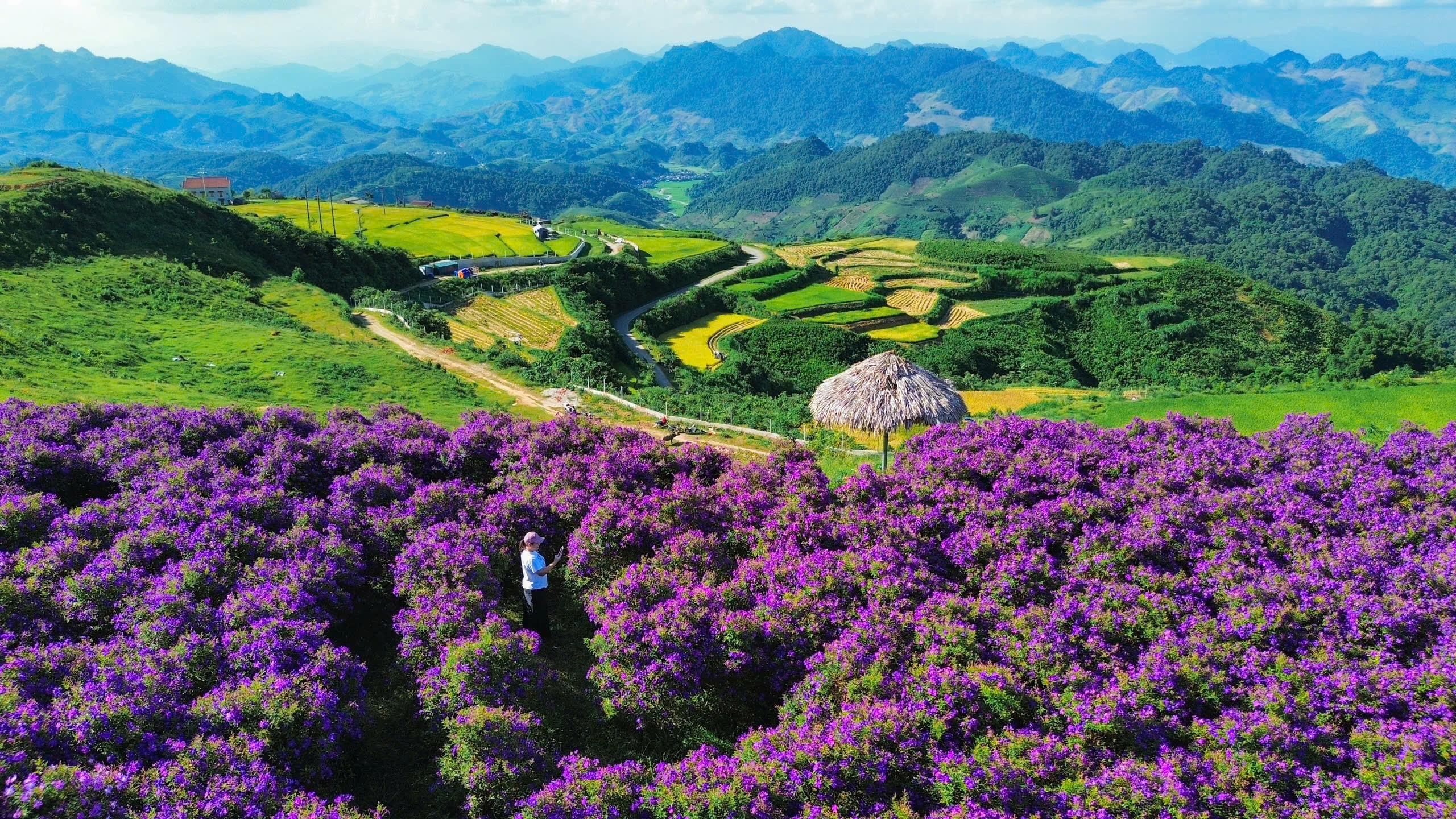 hoa mua tím bản Suối Bon Khám phá cánh đồng hoa mua tím tuyệt đẹp cách Hà Nội 160 km