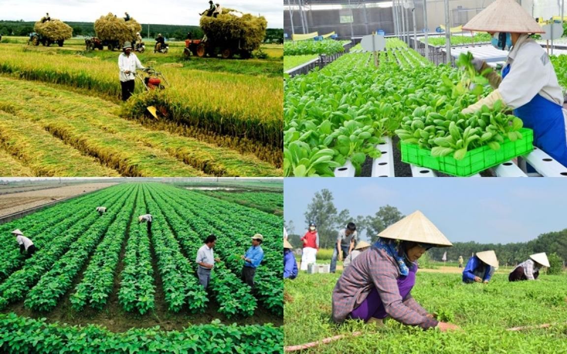 Quy định mới về thành lập, tổ chức và hoạt động của Quỹ hỗ trợ phát triển hợp tác xã