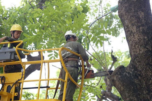 Công ty TNHH MTV Công viên Cây xanh Hà Nội: Chăm lo thiết thực cho đoàn viên, người lao động