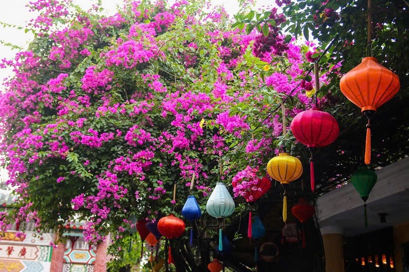 Những mùa hoa phố hội