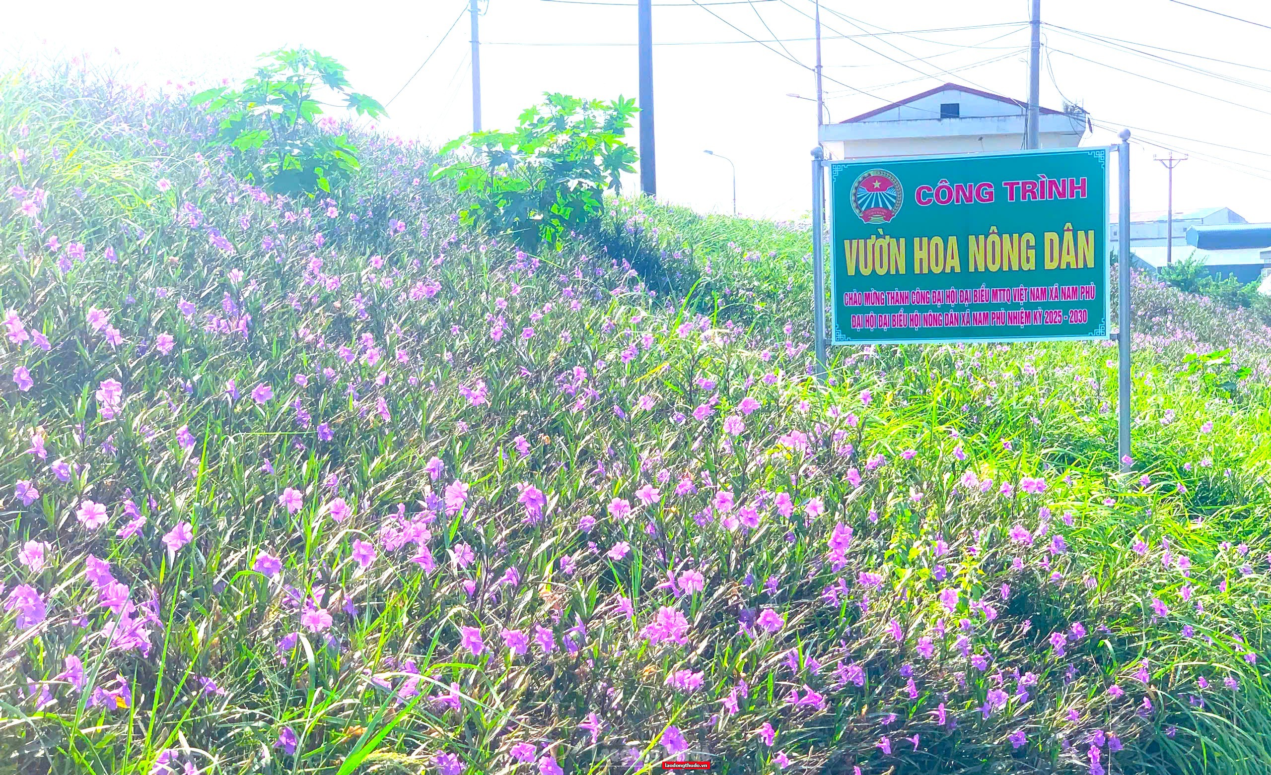 Sắc tím trên triền đê Nam Phù Sắc tím trên triền đê Nam Phù