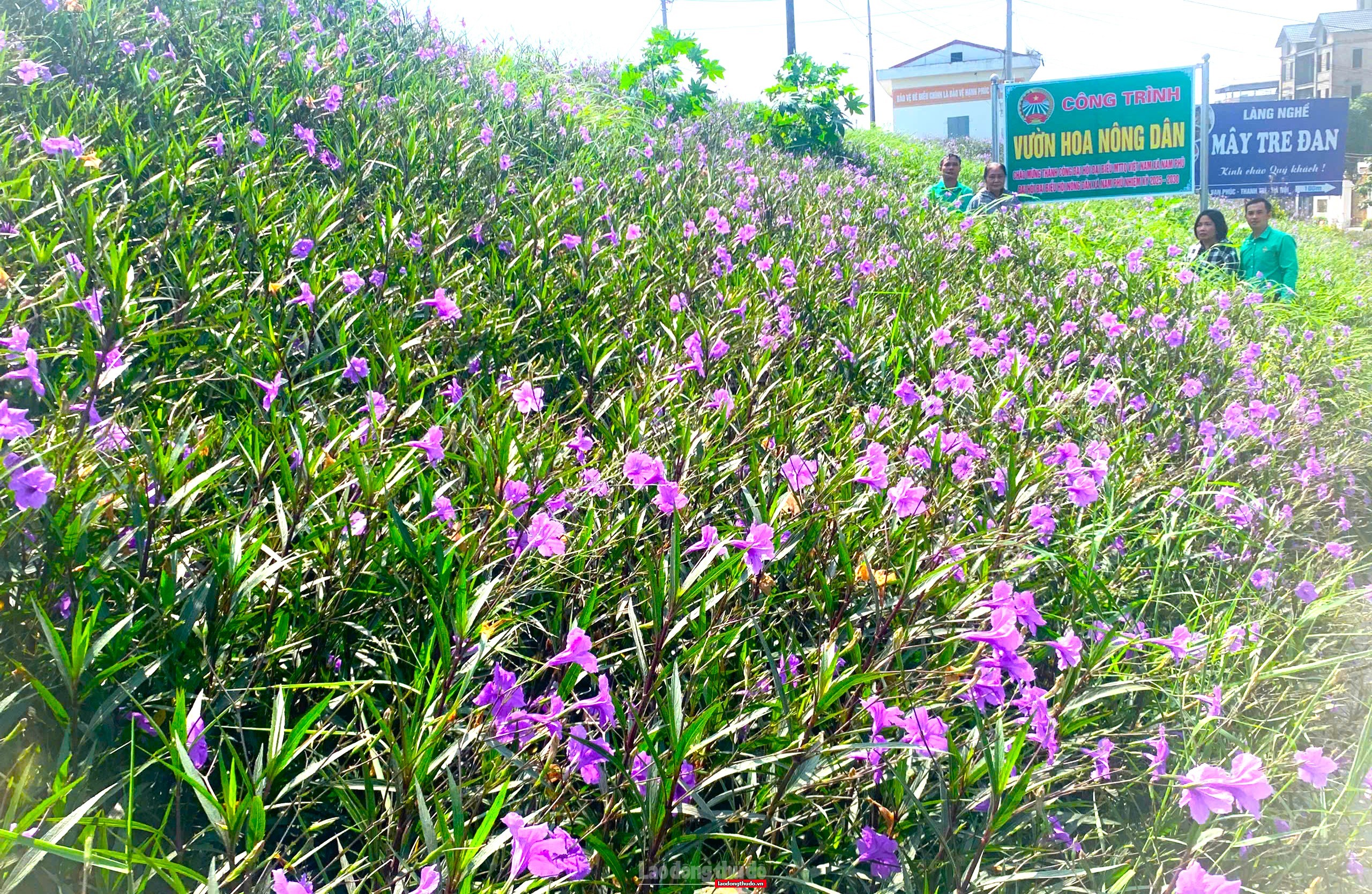 Sắc tím trên triền đê Nam Phù Sắc tím trên triền đê Nam Phù