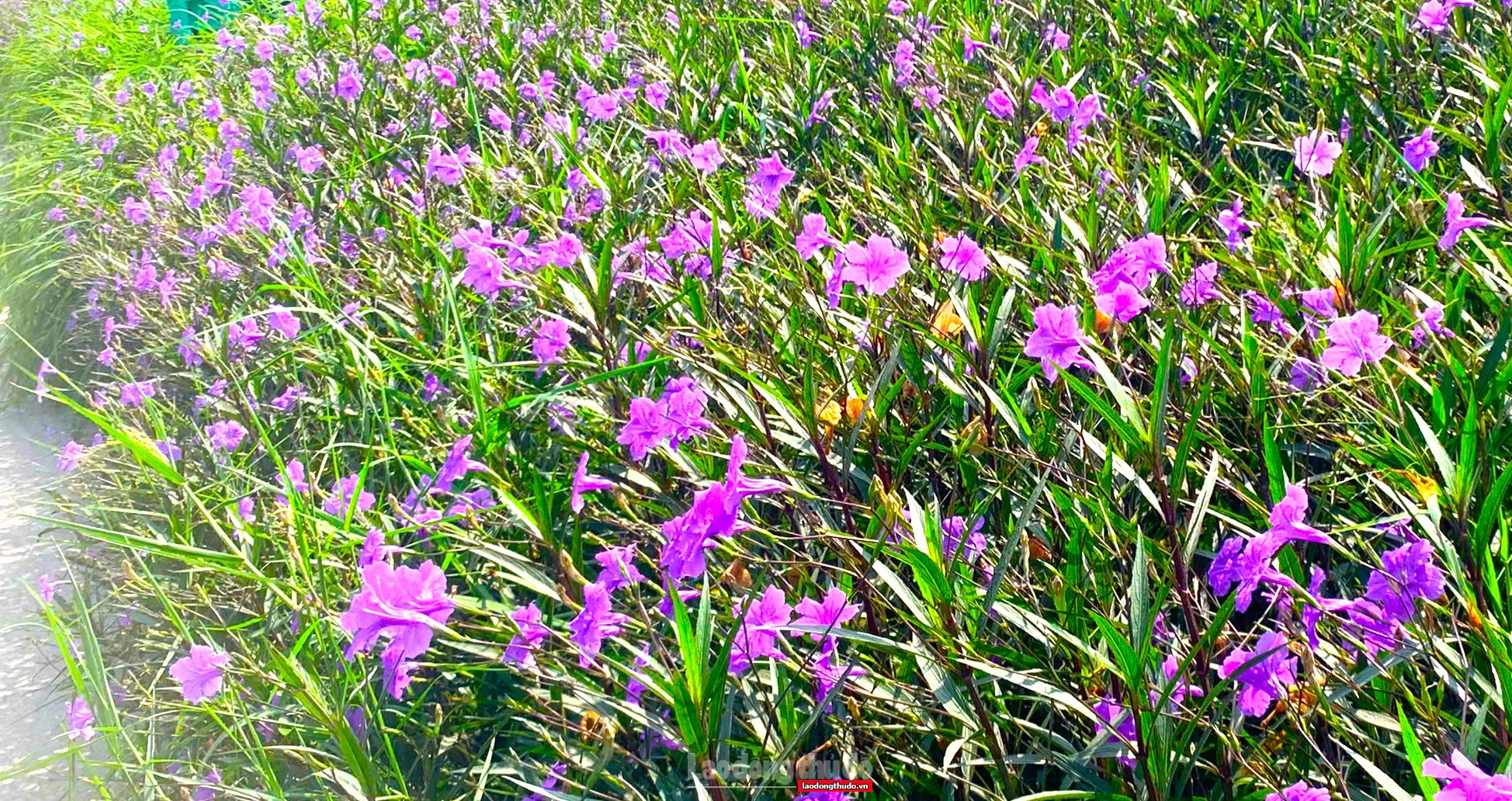 Sắc tím trên triền đê Nam Phù Sắc tím trên triền đê Nam Phù