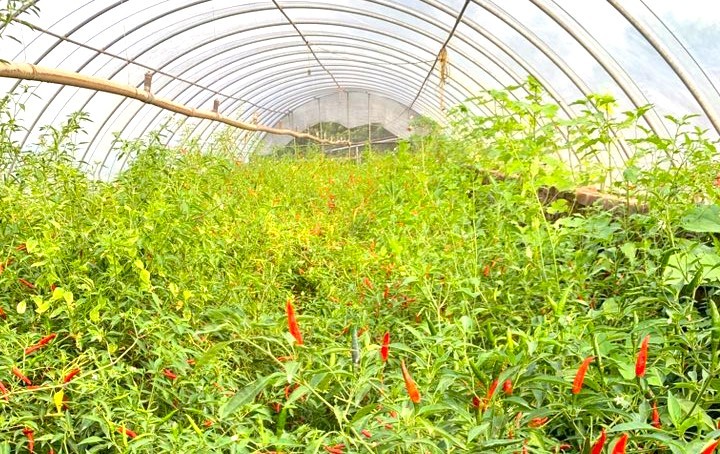 Kỳ 1: Bài toán sinh kế Kỳ 1: Bài toán sinh kế